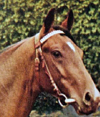 1963-Hadu